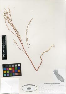 Herbarium sheet of 